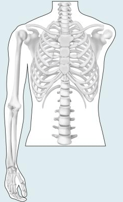 Shoulder disarticulation and forequarter amputation