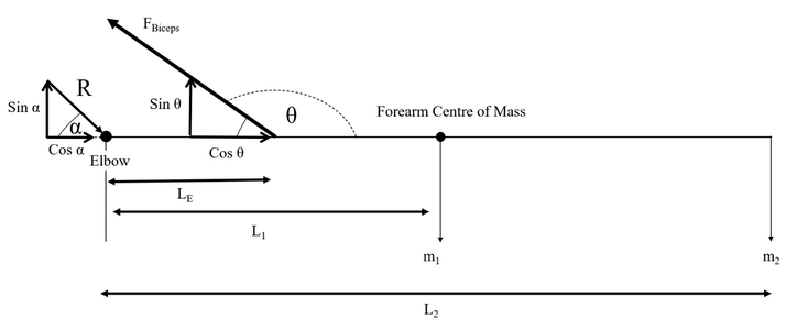 Free Body Diagram of an Arm